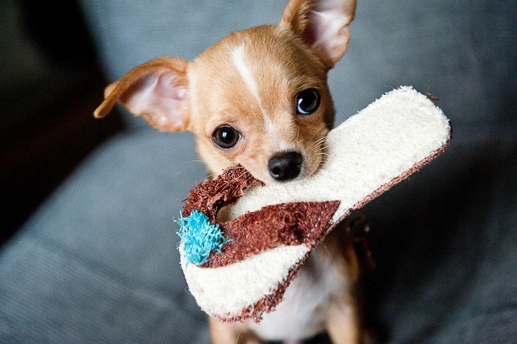 tout savoir sur le chihuahua