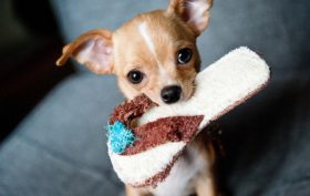 tout savoir sur le chihuahua