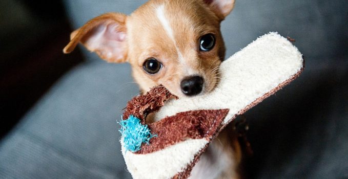 tout savoir sur le chihuahua