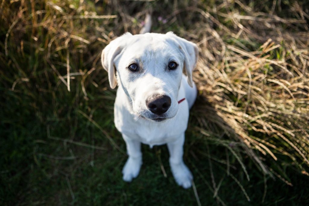accessoires pour le bien d’un chien