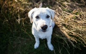 accessoires pour le bien d’un chien