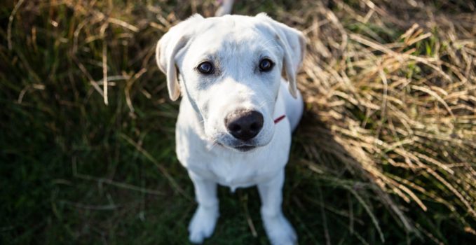 accessoires pour le bien d’un chien