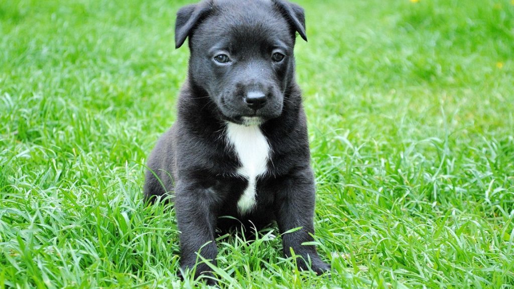 vermufumigation du chien