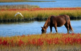 vermifuger ses chevaux