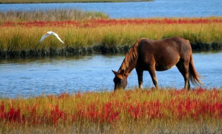 vermifuger ses chevaux