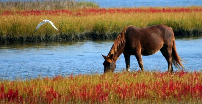 vermifuger ses chevaux