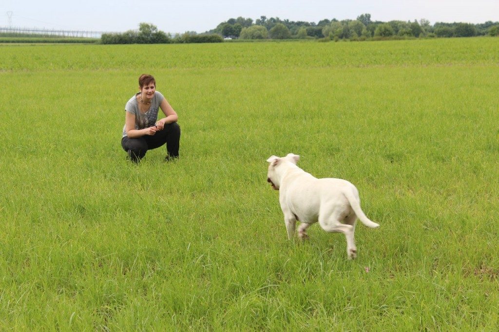 renforçateur en éducation du chien