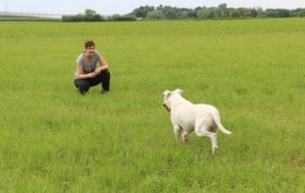 renforçateur en éducation du chien