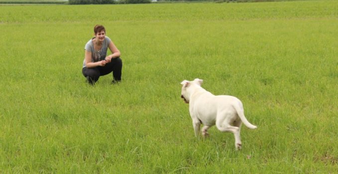 renforçateur en éducation du chien