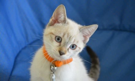 éduquer le chat et chaton
