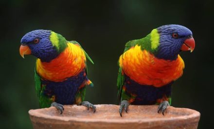 élever des perroquets