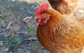 développer l'élevage de poules
