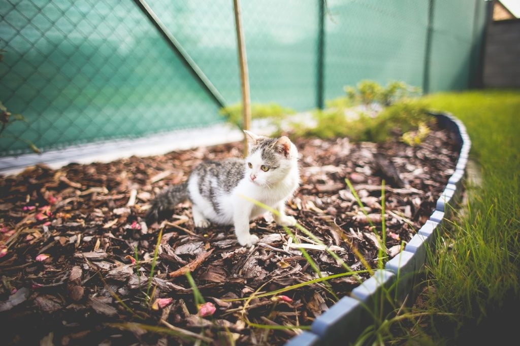 faire partir les chats de son potager ou jardin