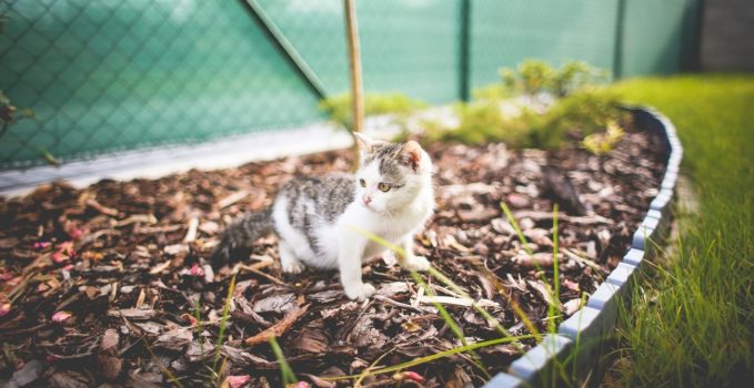 faire partir les chats de son potager ou jardin