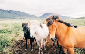 équipements et matériel pour les chevaux