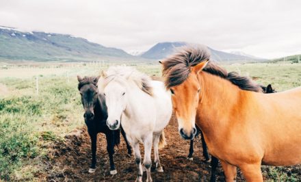 équipements et matériel pour les chevaux