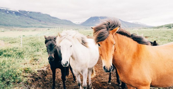 équipements et matériel pour les chevaux