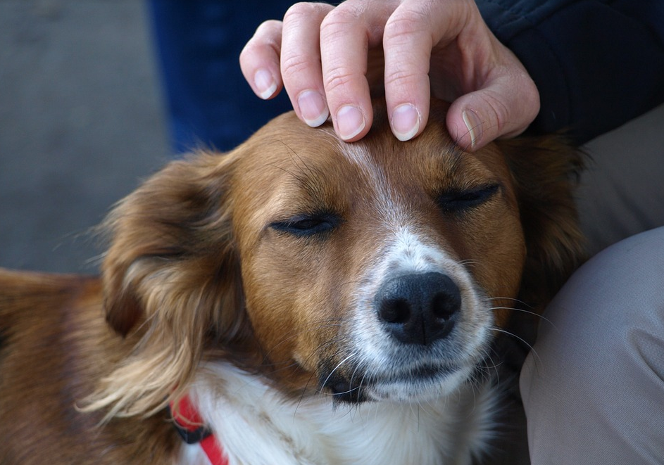 Quelles caresses apprécie un chien