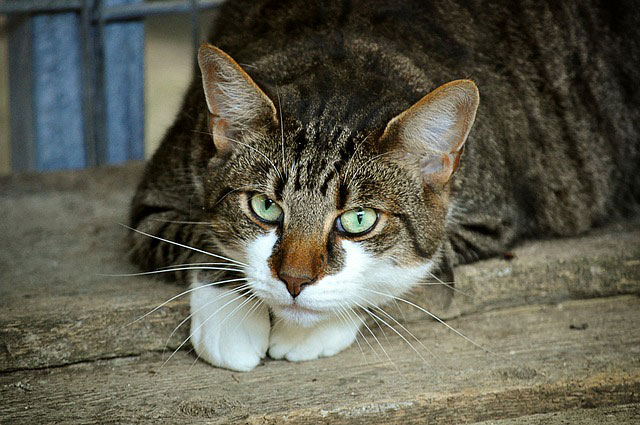 céréales dans les croquettes pour chat