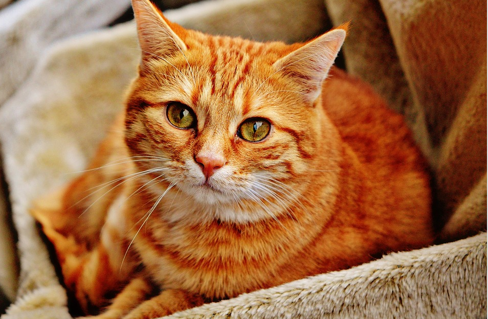 chat trop gros régime