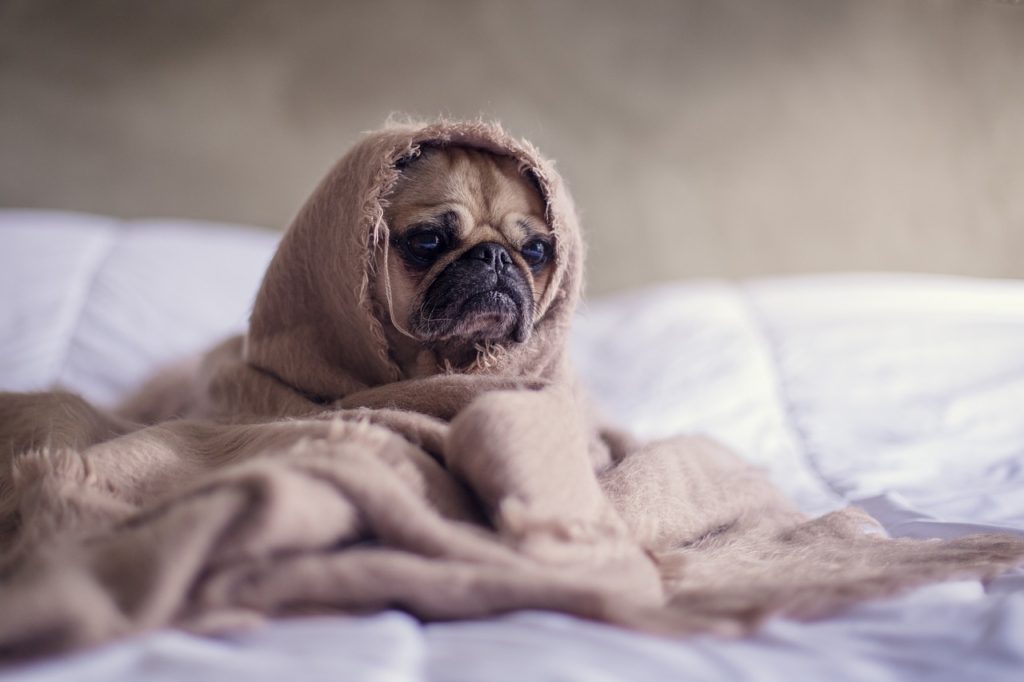 quel race de chien peuvent vivre en appartement