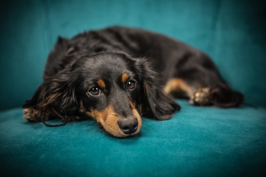 chien qui attend son maître