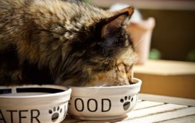 croquettes pour chat sans céréales