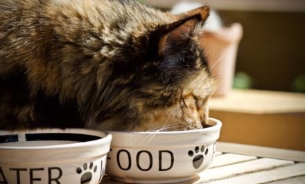 croquettes pour chat sans céréales