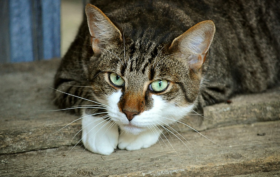 surpoid chez un chat a faire maigrir