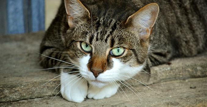 surpoid chez un chat a faire maigrir