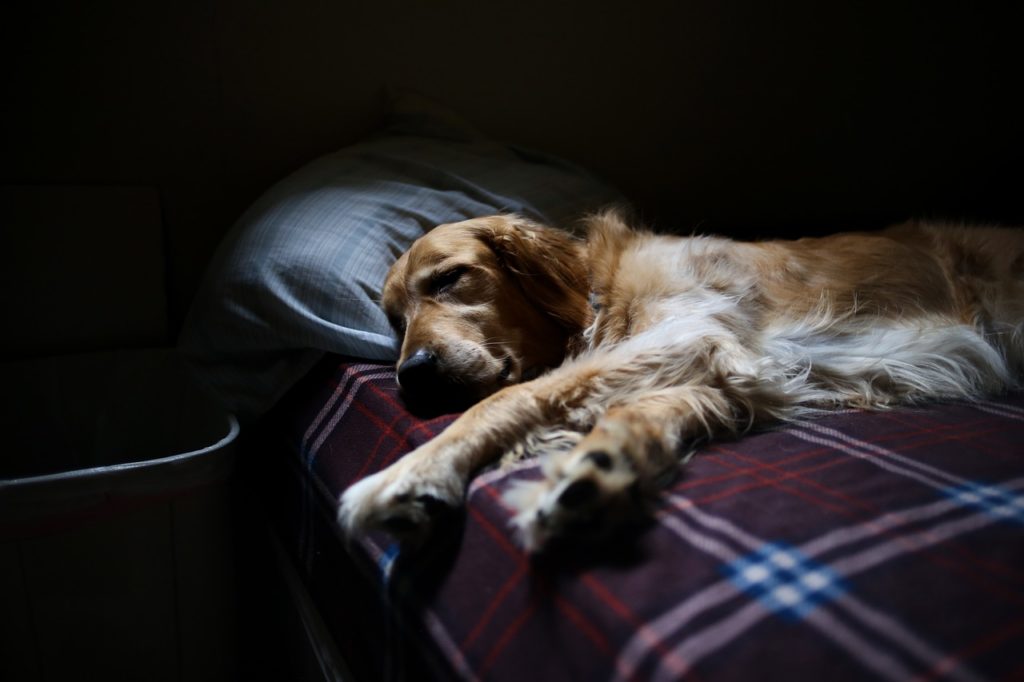 un chien qui vit en appartement