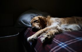 un chien qui vit en appartement