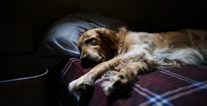 un chien qui vit en appartement