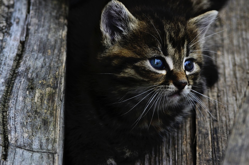 Chaton qui veut rentrer par chatière électronique