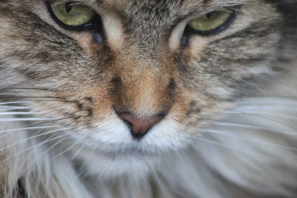 nourrir un chat de race main coon