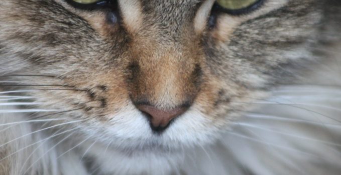 nourrir un chat de race main coon