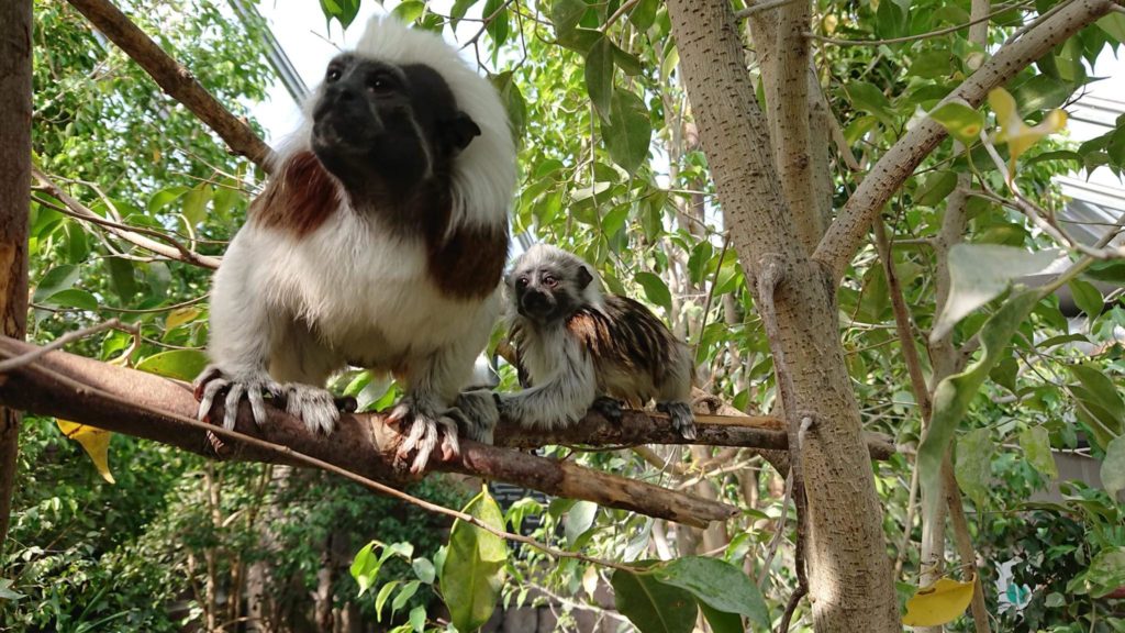 Fiche métier Soigneur en parc animalier