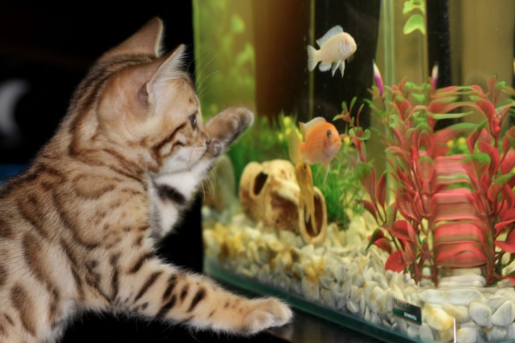 Installer un aquarium