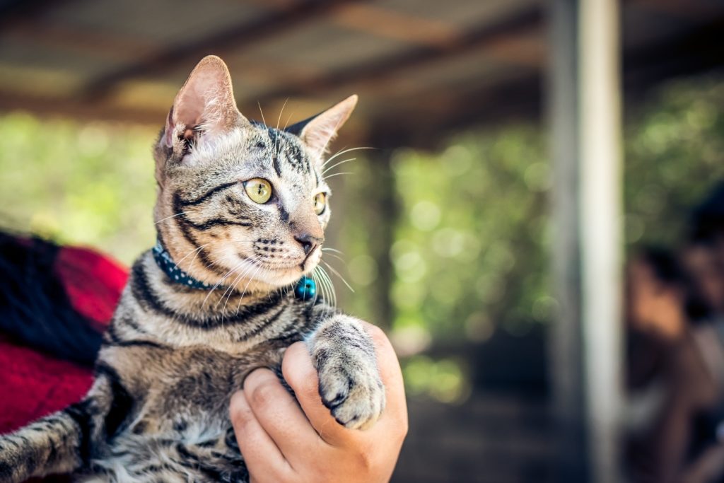 Voyager avec un chat aux Etats-Unis