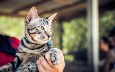 Voyager avec un chat aux Etats-Unis