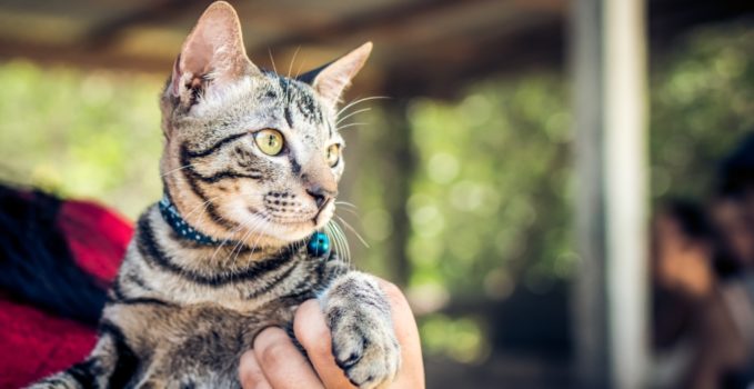 Voyager avec un chat aux Etats-Unis