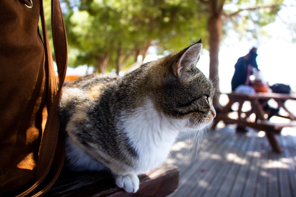 Voyager avec votre chat