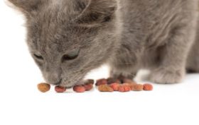 alimentation pour les chats