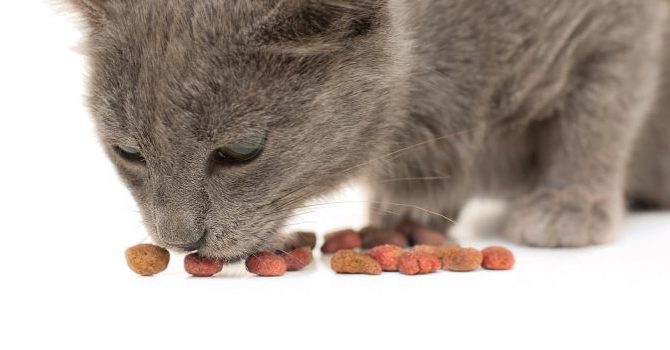 alimentation pour les chats