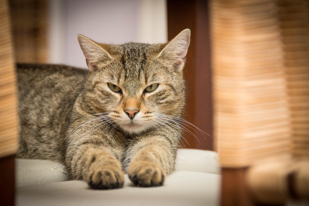 chat avec distributeur de croquettes pour chat