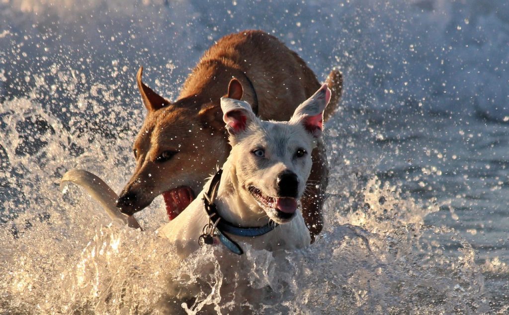 chien mordue