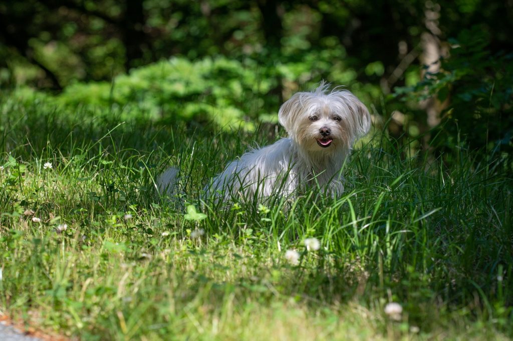 chien toy bichon maltais