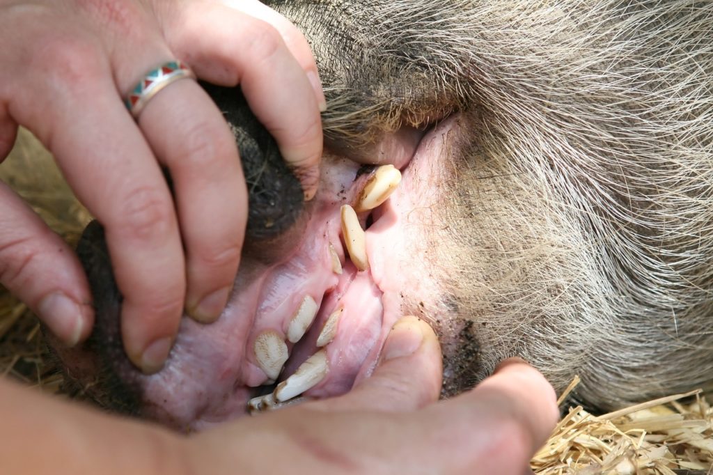devenir soigneur animalier en parc zoologique