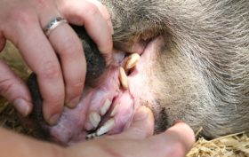 devenir soigneur animalier en parc zoologique