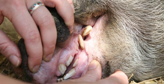 devenir soigneur animalier en parc zoologique